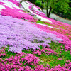 芝桜の丘