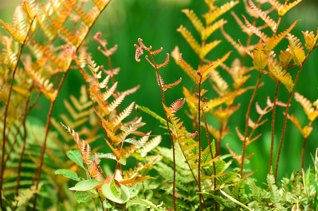 奈良万葉植物園にて　シダ