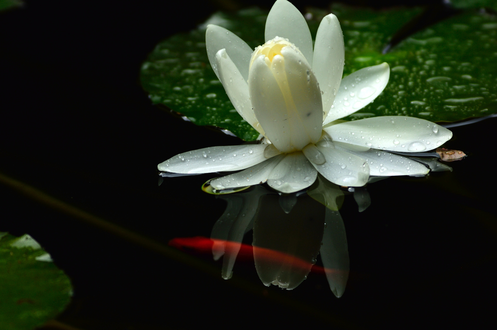 Water lily 4