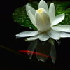 Water lily 4