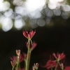 曼珠沙華