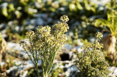 ほっといたらこうなります。