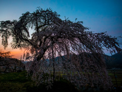 夜明けの極楽桜