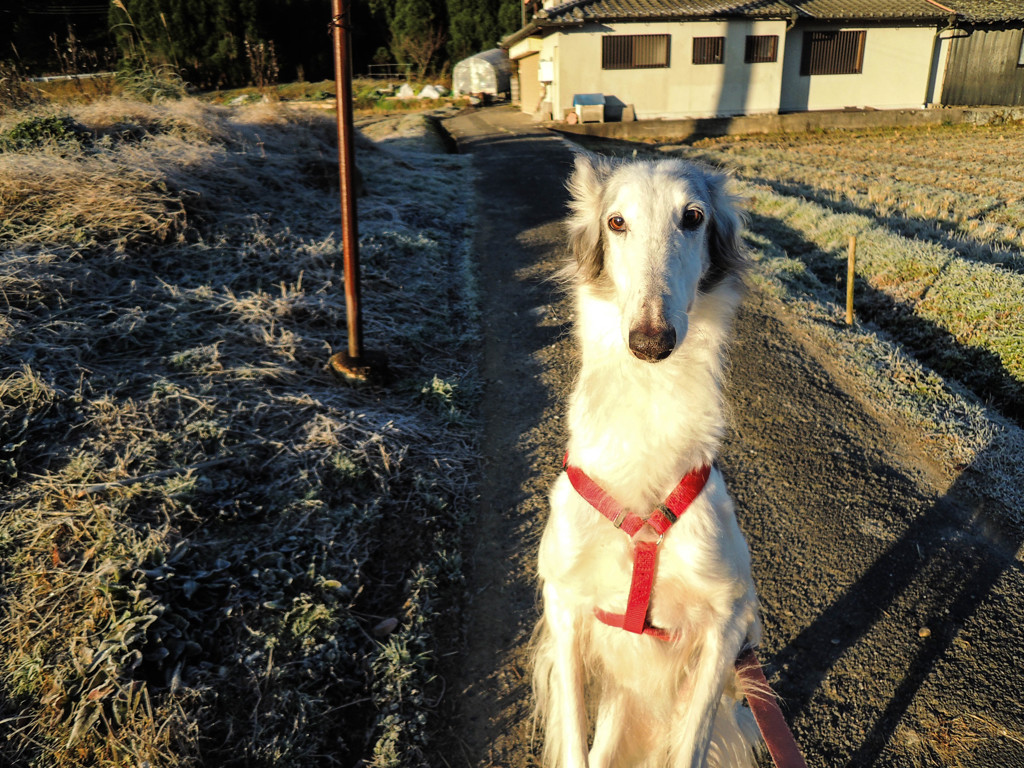 愛犬と散歩