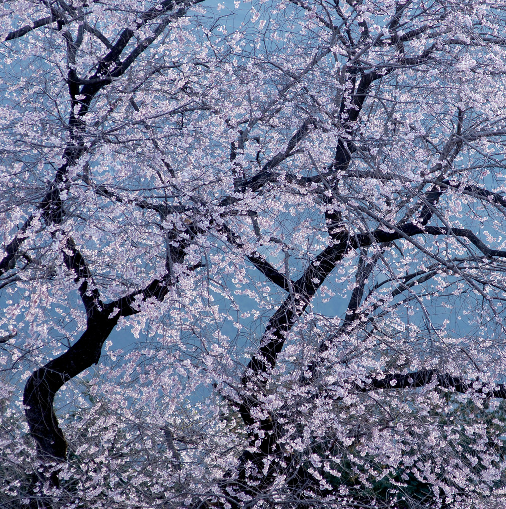 細野彼岸桜