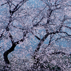 細野彼岸桜