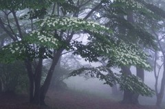 TYS_373511