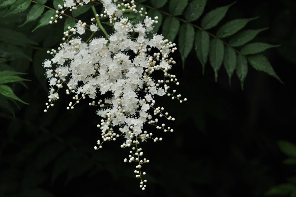 TYS_4026