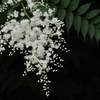 TYS_4026