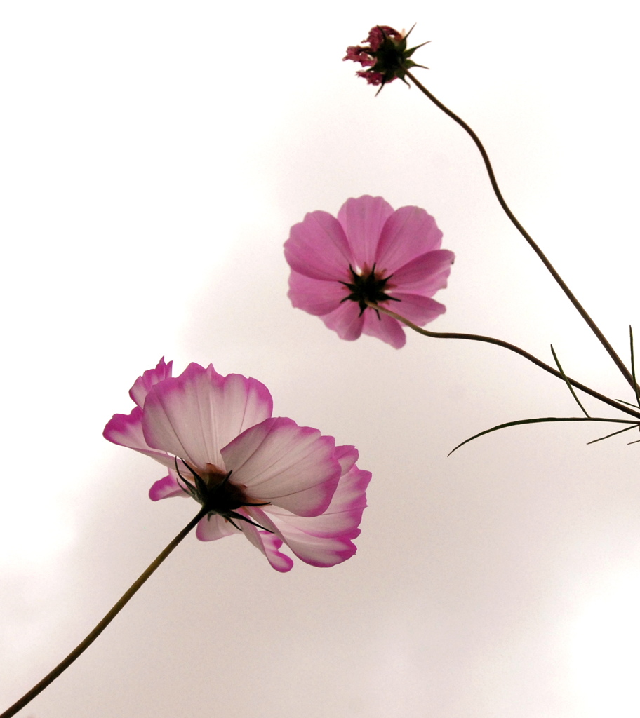 秋桜