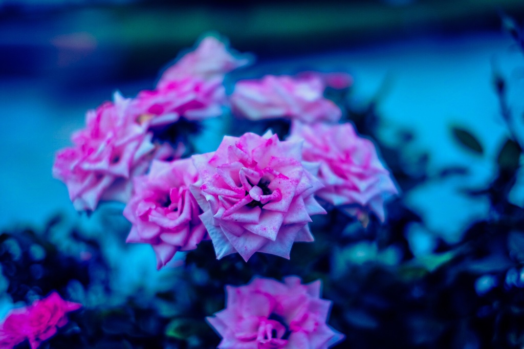 初めて単焦点で撮った一枚