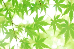 もみじ柄