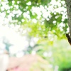 夏の鳴き声