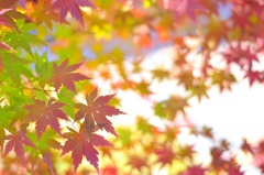 紅くなる
