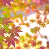 紅くなる