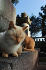 顔なじみ猫×２