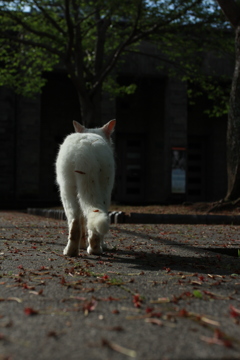 猫の背
