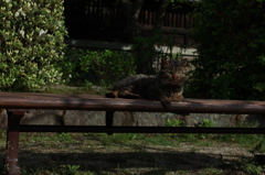 ベンチで