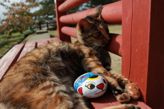 猫×猫