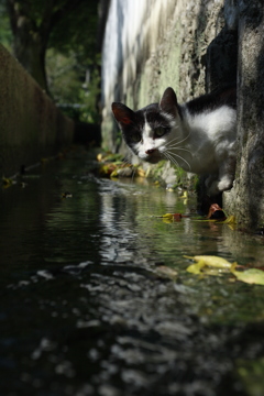 穴入り猫