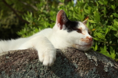 まったり