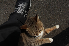 ご近所ネコ
