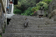 尾道猫