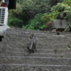 尾道猫