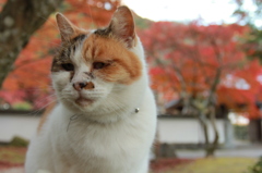 紅葉猫