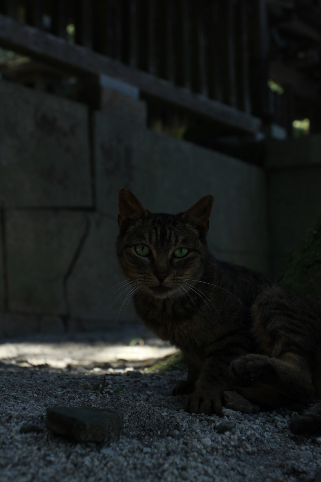 日陰の中に