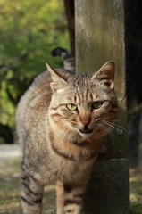 ニャニャ