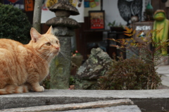 曇りのち猫