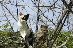 木登りチビたち