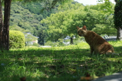 日蔭に