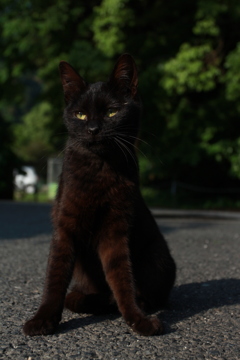 黒ネコセンター