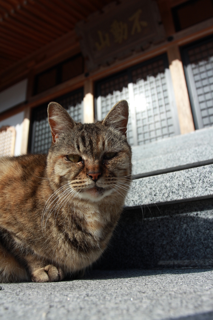 お寺にて猫