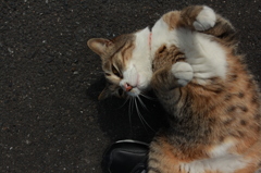 ご近所ネコ