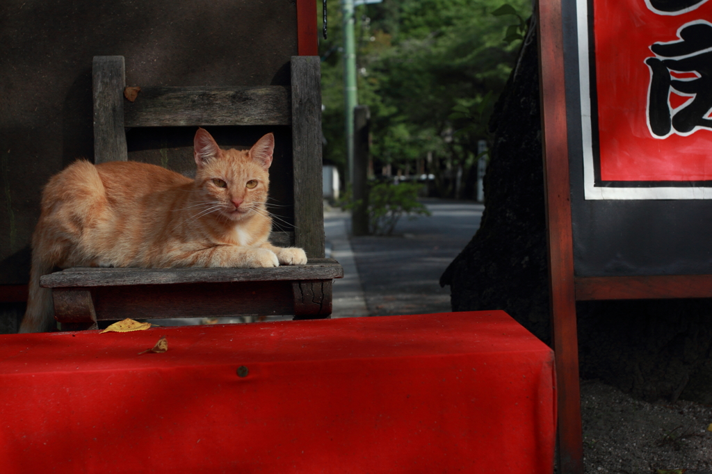 店先猫