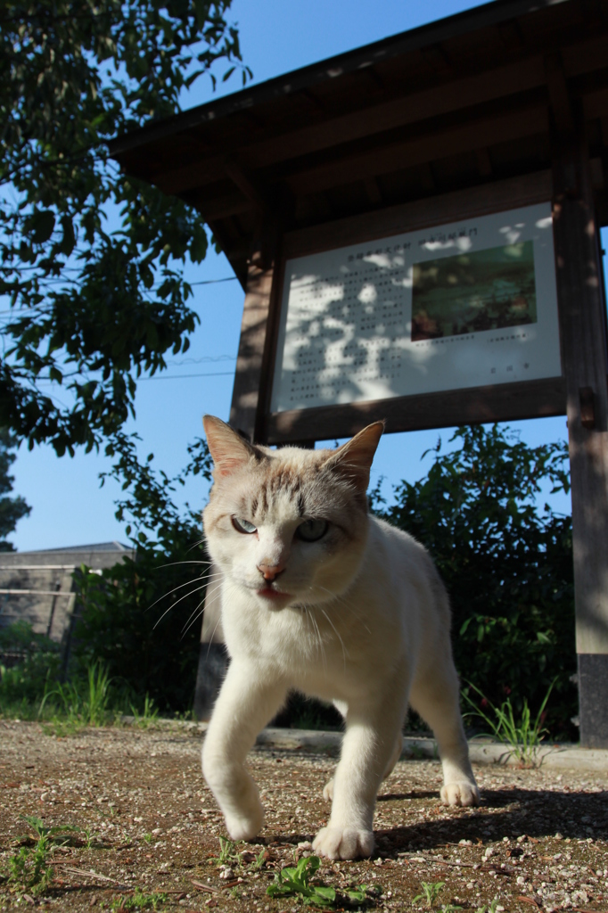 付いてくる猫さん