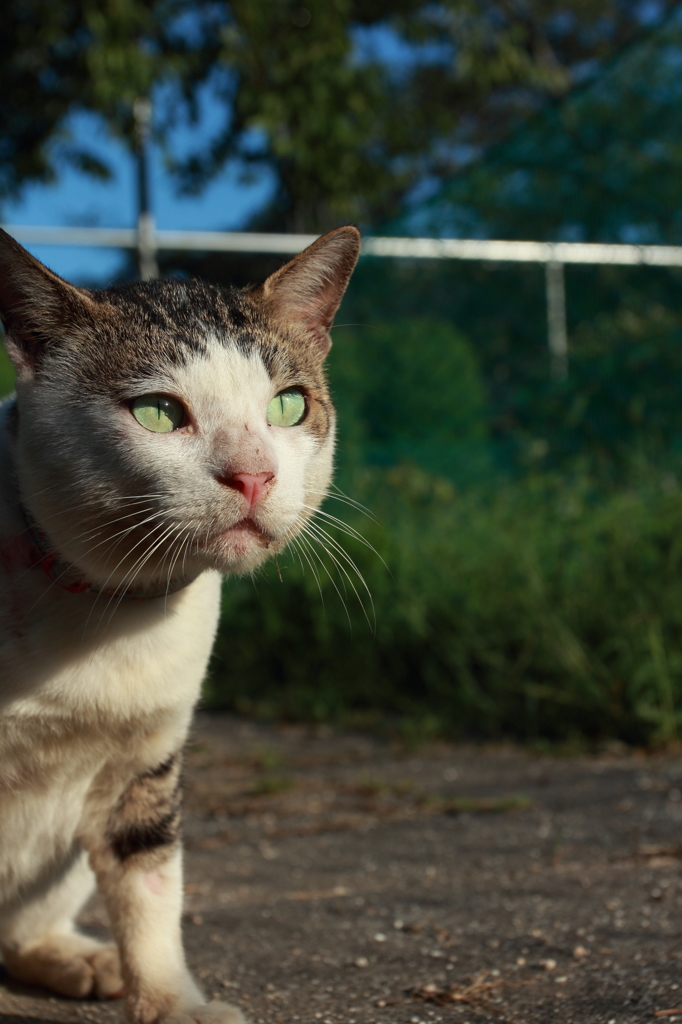 お久しぶり、猫さん