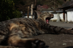 ふあー
