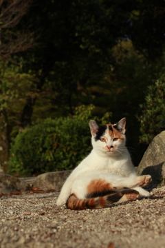 三毛さん