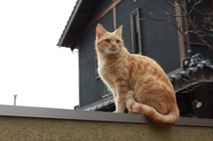 塀ネコ