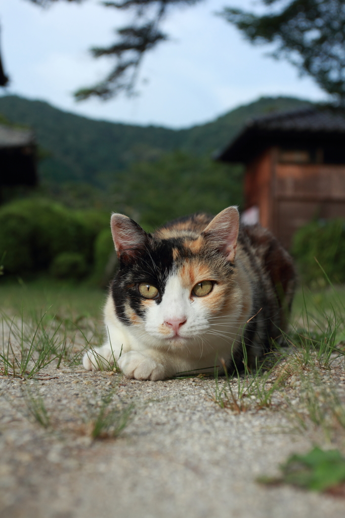 ミケ