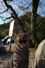 うニャーン