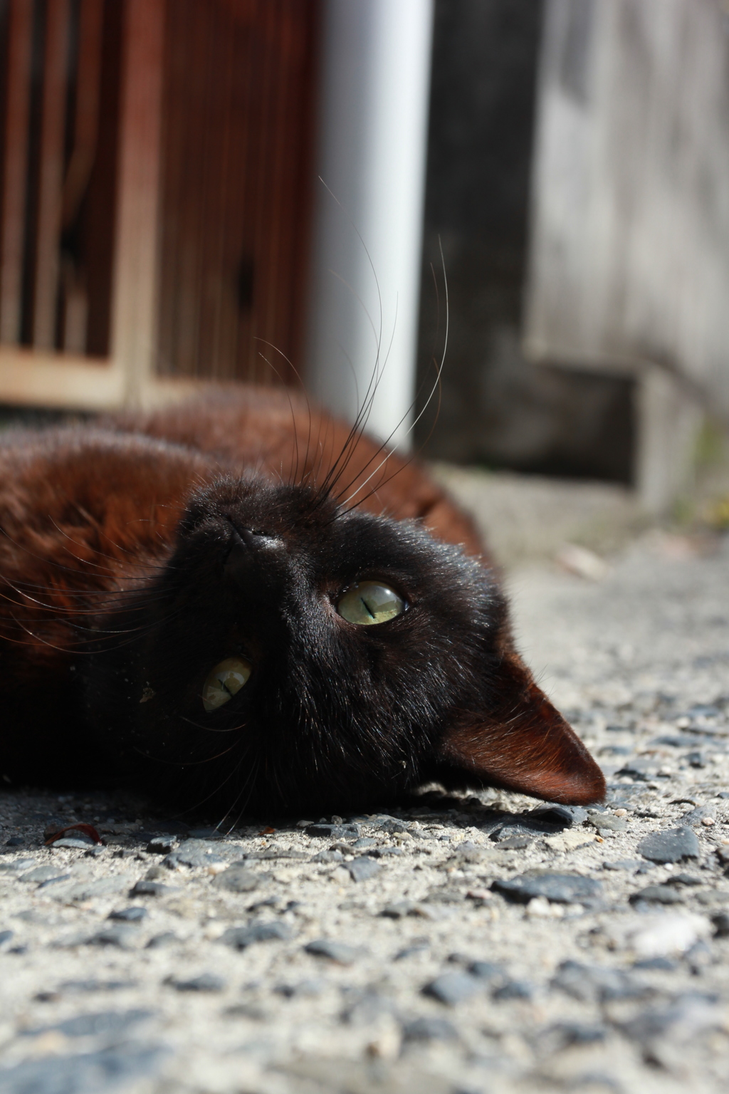 クロ猫