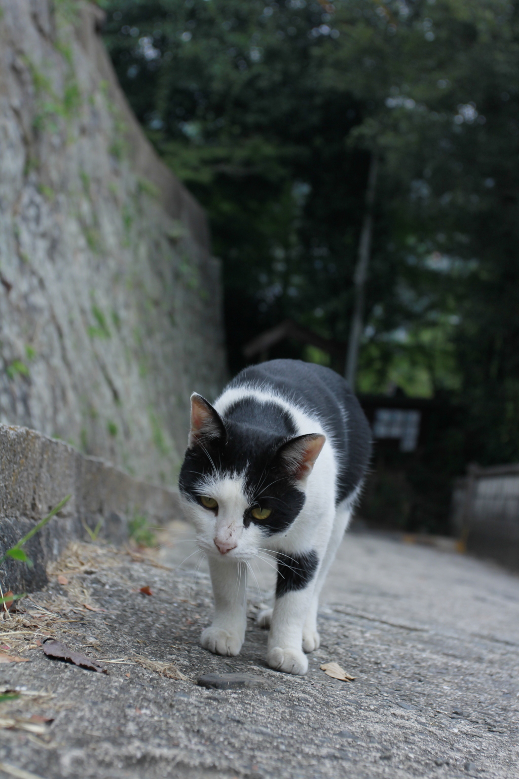 猫と歩けば05