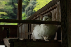 休憩所猫さん