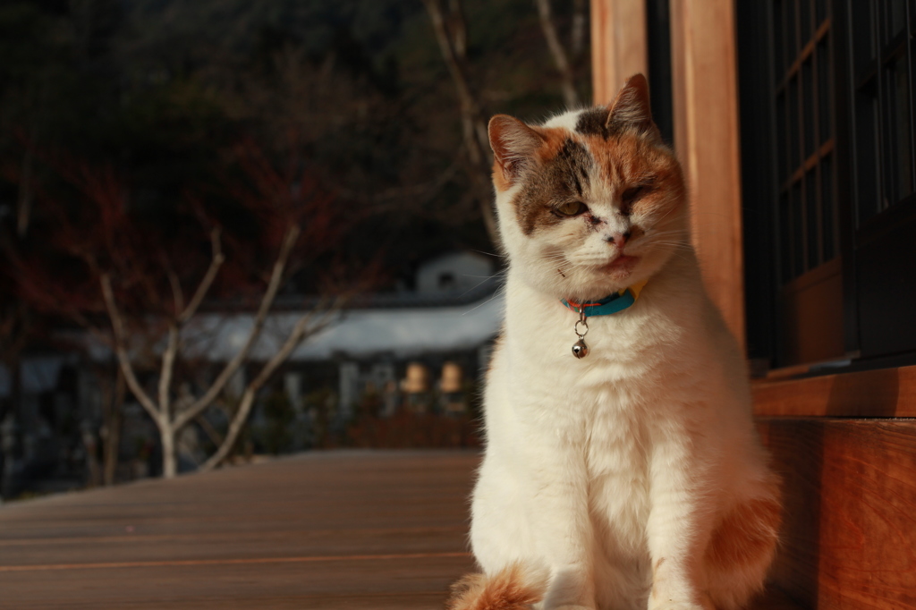 三毛猫ムーさん