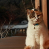 三毛猫ムーさん
